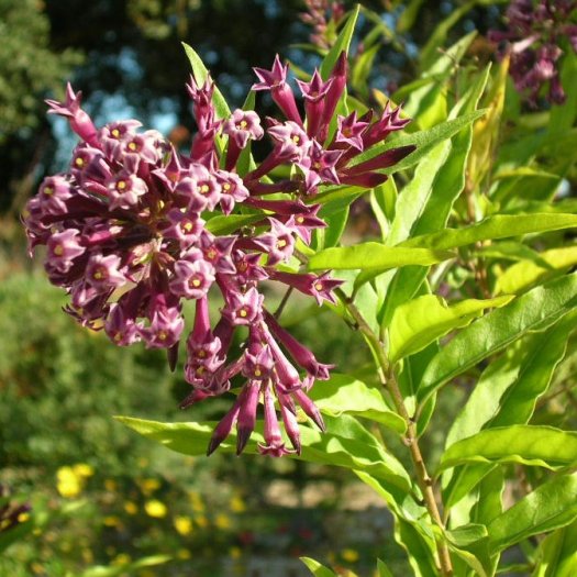 Cestrum elegans